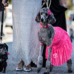 ชุดสุนัข3