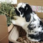 กระต่าย7