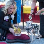 ชุดสุนัข4