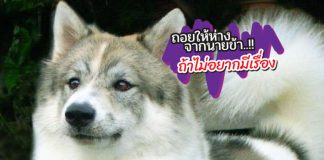 สุนัขบางแก้วCover