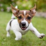 DogCover