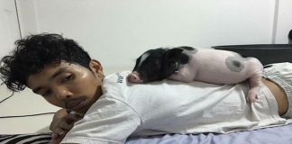 หมูแคระ1