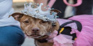 ชุดสุนัข