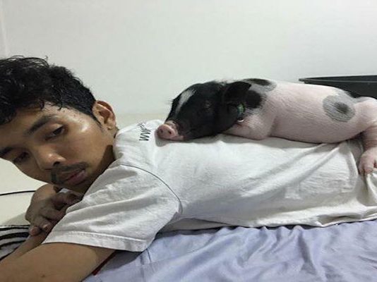 หนุ่มถูกหลอกซื้อ “หมูแคระ” เลี้ยงไม่ถึงปีกลายเป็นหมูยักษ์ซะงั้น หมูแคระ1