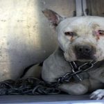 ช่วยเหลือหมา