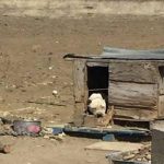 ช่วยเหลือหมา1