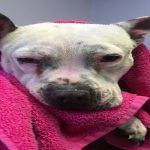 ช่วยเหลือหมา3