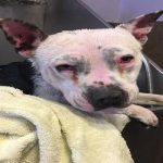 ช่วยเหลือหมา2