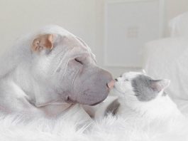 คู่ซี้ต่างสายพันธุ์