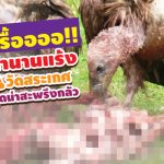 วัดสระเกศ แร้ง