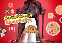 สุนัข ไม่กินข้าว เบื่ออาหาร