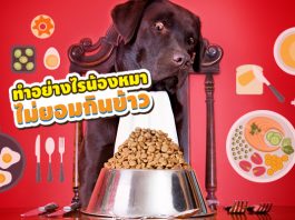 สุนัข ไม่กินข้าว เบื่ออาหาร