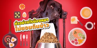 สุนัข ไม่กินข้าว เบื่ออาหาร