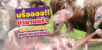 วัดสระเกศ แร้ง