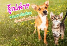 เครียด พฤติกรรม ความเครียด หมาแมว