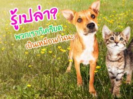 เครียด พฤติกรรม ความเครียด หมาแมว