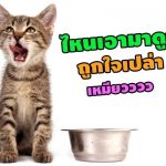 แมวcover