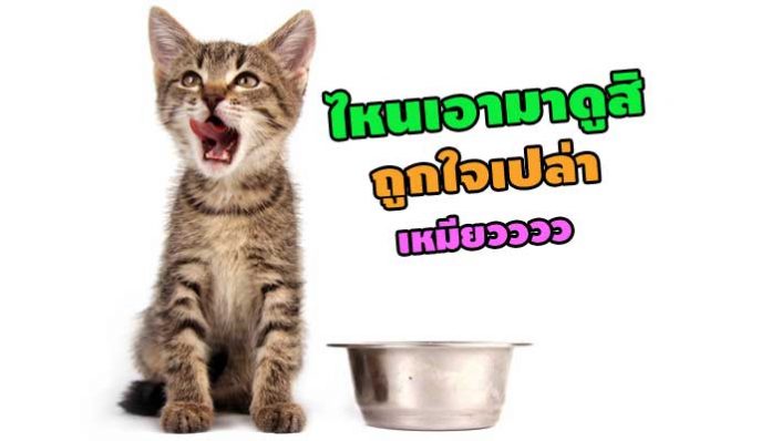 แมวcover