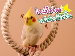 นกค๊อกคาเทล