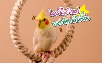 นกค๊อกคาเทล