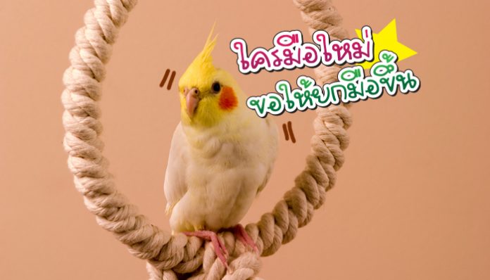 นกค๊อกคาเทล