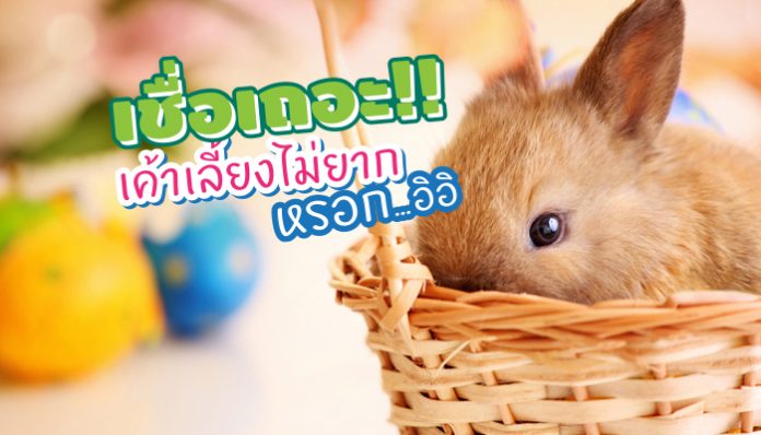 à¹€à¸¥à¸µà¹‰à¸¢à¸‡à¸à¸£à¸°à¸•à¹ˆà¸²à¸¢