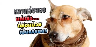 สุนัข สูงอายุ
