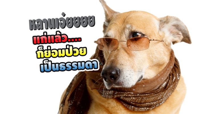 สุนัข สูงอายุ