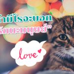 แมว บอกรัก