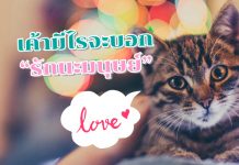 แมว บอกรัก