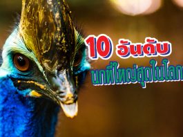 นก ใหญ่ที่สุดในโลก