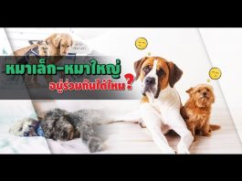 สัตว์เลี้ยง