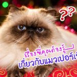 แมวเปอร์เซีย