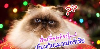 แมวเปอร์เซีย