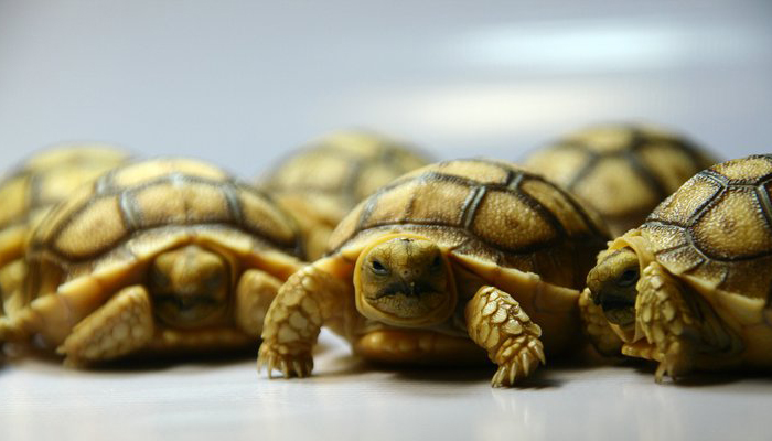 เต่า ซูคาต้า
