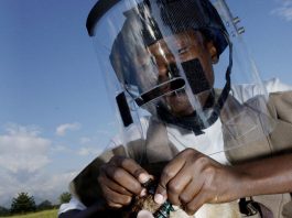 หนูกู้ระเบิด