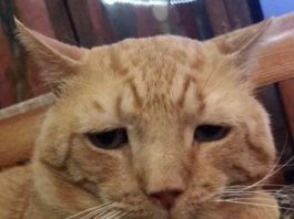 ตามหารอยยิ้มที่หายไปของเจ้าเหมียวจรที่ถูกทอดทิ้งกลางป่า เหมียวหลงทาง