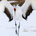 นก08