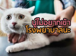 แมว