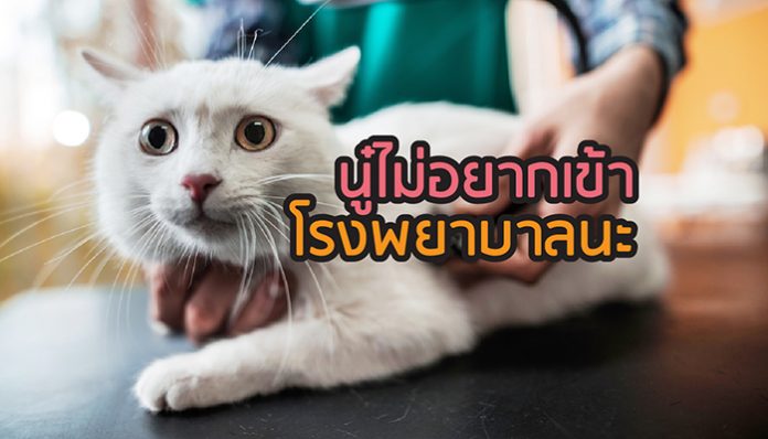 แมว