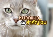 หนวด แมวสำคัญอย่างไร