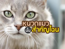 หนวด แมวสำคัญอย่างไร