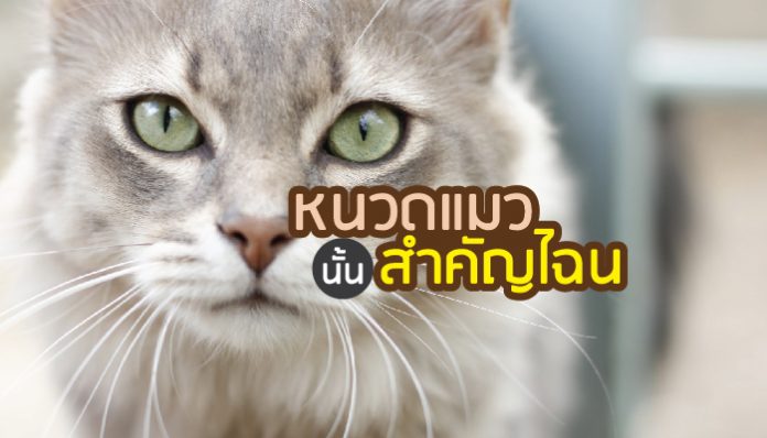 หนวด แมวสำคัญอย่างไร