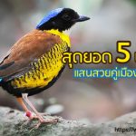 นก สวย เมืองไทย