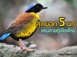 นก สวย เมืองไทย