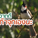 นกกรงหัวจุก วิธีเลี้ยง