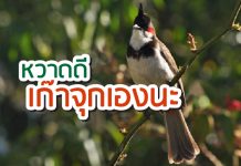นกกรงหัวจุก วิธีเลี้ยง