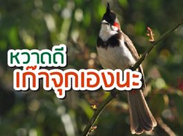นกกรงหัวจุก วิธีเลี้ยง