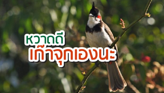 นกกรงหัวจุก วิธีเลี้ยง