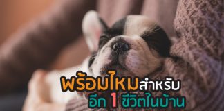 สุนัข